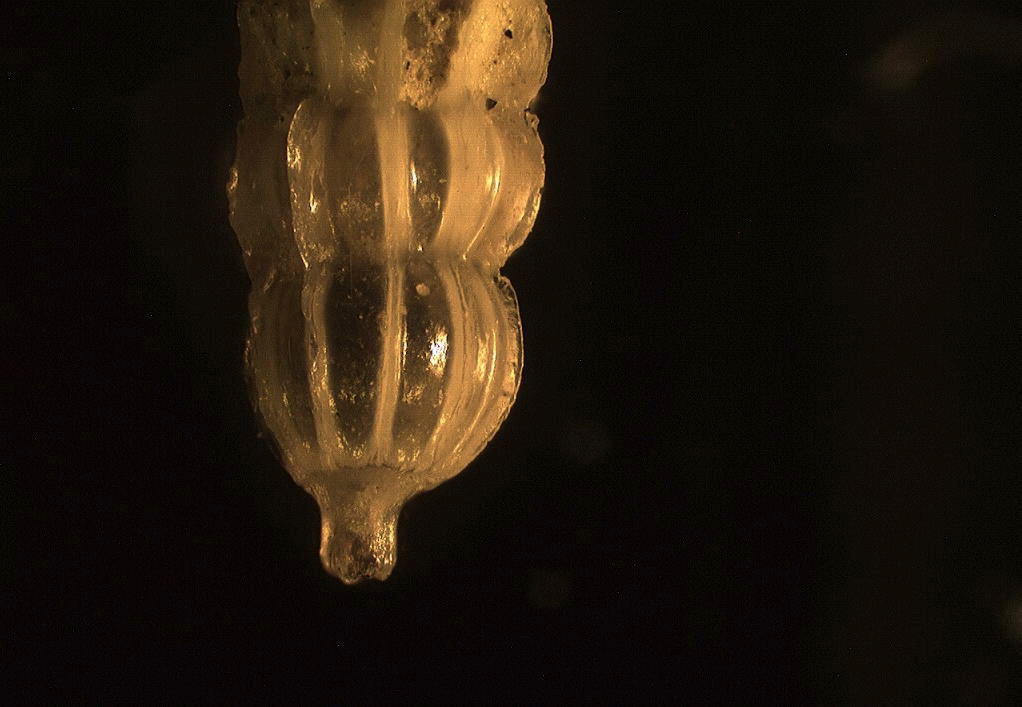 Foraminiferi fossili